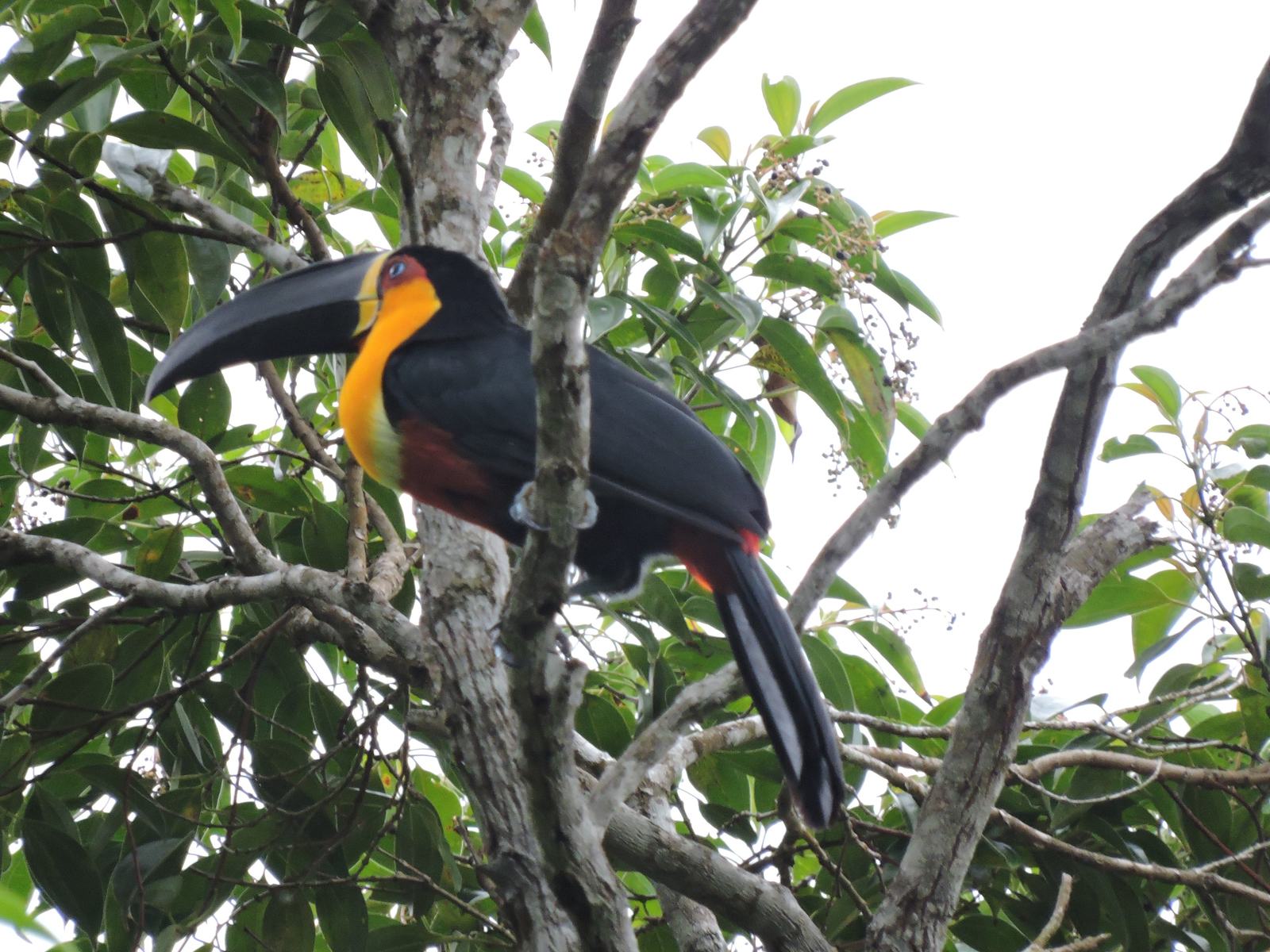 Tucano na Mata Atlântica próximo à Villa 231 no Condomínio Iporanga.